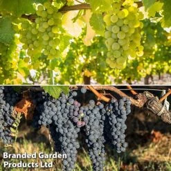 Tulip Bloom 37 Grape 'Duo Mix'