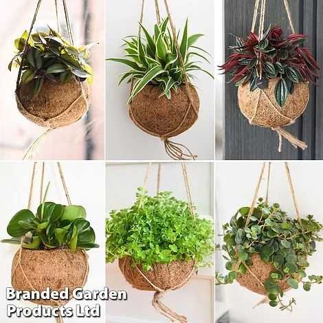 Kokodama Green Hanging Mix 1 Kokodama Green Hanging Mix