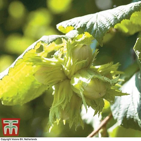 Truffle Tree - Hazel Kentish Cob 2 Truffle Tree - Hazel Kentish Cob - Image 2