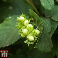 Truffle Tree - Hazel Kentish Cob 5 Truffle Tree - Hazel Kentish Cob -Tulip Bloom haze kent3
