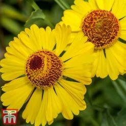 Helenium Autumnale