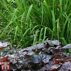 Heuchera 'Plum Pudding' 10 Heuchera 'Plum Pudding' -Tulip Bloom heuchera plum