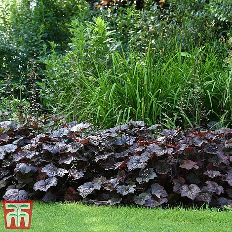 Heuchera 'Plum Pudding' 2 Heuchera 'Plum Pudding' - Image 2