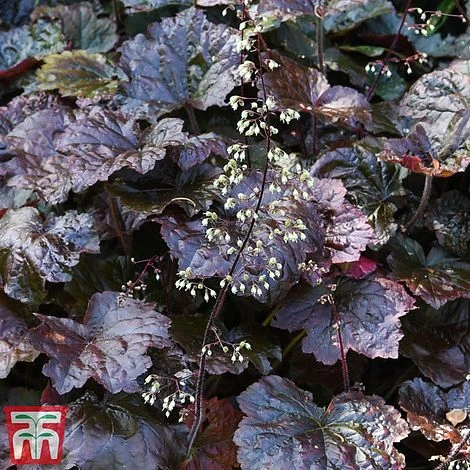 Heuchera 'Plum Pudding' 1 Heuchera 'Plum Pudding'
