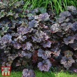 Heuchera 'Plum Pudding' 9 Heuchera 'Plum Pudding' -Tulip Bloom heuchera plum4