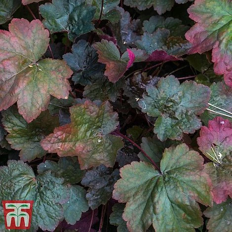 Heuchera 'Rachel' 2 Heuchera 'Rachel' - Image 2