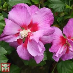 Hibiscus 'Walberton’s® Rose Moon' -Tulip Bloom hibi rose