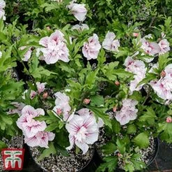 Hibiscus 'Starburst Chiffon' 19 Hibiscus 'Starburst Chiffon' -Tulip Bloom hibi star6