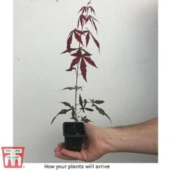 Acer Palmatum 'Atropurpureum' -Tulip Bloom how it will arrive
