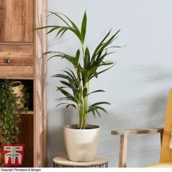 Kentia Palm 7 Kentia Palm -Tulip Bloom howe fors2