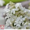 Hydrangea Paniculata 'Levana'