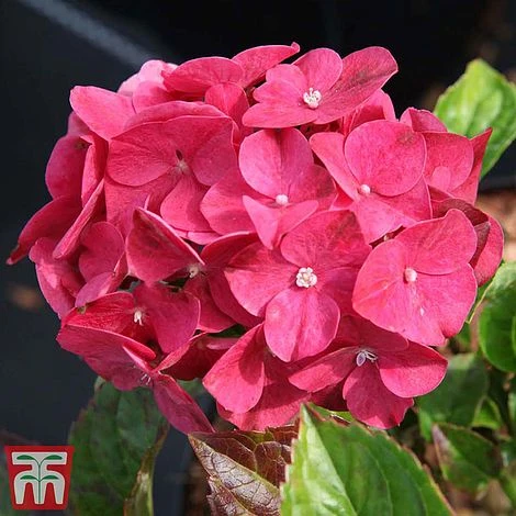 Hydrangea Macrophylla 'Alpengluehen' 2 Hydrangea Macrophylla 'Alpengluehen' - Image 2