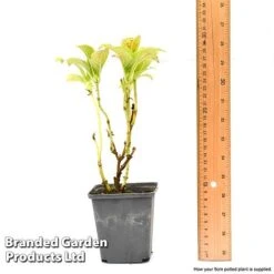 Hydrangea Macrophylla GLAM ROCK 'Horwack' 7 Hydrangea Macrophylla GLAM ROCK 'Horwack' -Tulip Bloom hydr9