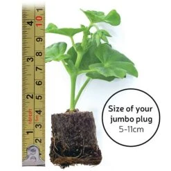 Echinacea 'Sunseekers Salmon' 9 Echinacea 'Sunseekers Salmon' -Tulip Bloom jumboplugsize30