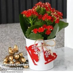 Christmas Kalanchoe - Gift -Tulip Bloom kali2