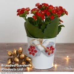 Christmas Kalanchoe - Gift -Tulip Bloom kali4
