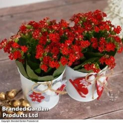 Christmas Kalanchoe - Gift -Tulip Bloom kali6