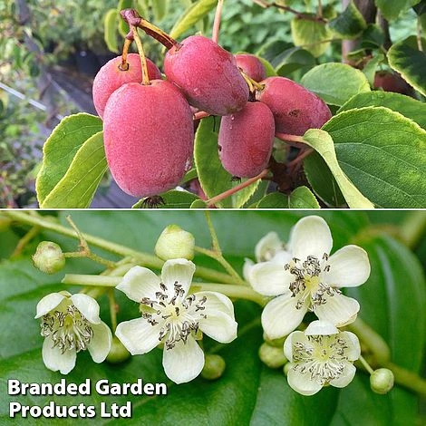 Kiwi Jumbo Duo 1 Kiwi Jumbo Duo