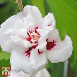 Hibiscus Syriacus 'Lady Stanley' -Tulip Bloom lady s