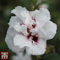 Hibiscus Syriacus 'Lady Stanley' -Tulip Bloom lady s4