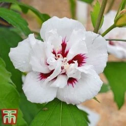 Hibiscus Syriacus 'Lady Stanley'
