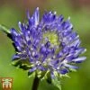 Jasione Laevis