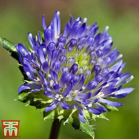 Jasione Laevis 1 Jasione Laevis