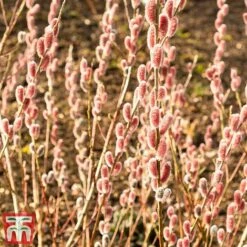 Tulip Bloom -Tulip Bloom mount