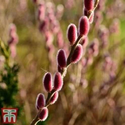 Salix Gracilistyla 'Mount Aso' -Tulip Bloom mounto