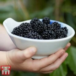 Mulberry 'Charlotte Russe' (Mojo Berry) -Tulip Bloom mulberry mojo 3