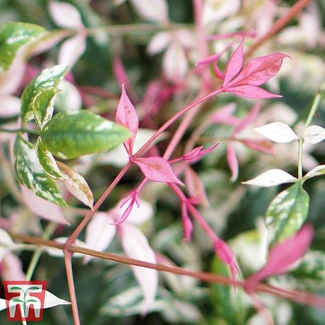 Nandina Domestica 'Twilight' 3 Nandina Domestica 'Twilight' - Image 3