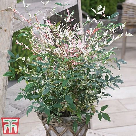 Nandina Domestica 'Twilight' 1 Nandina Domestica 'Twilight'