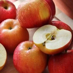 Apple 'Family Apple Tree' -Tulip Bloom national apple day braeburn
