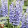 Nepeta Nervosa 'Blue Moon'