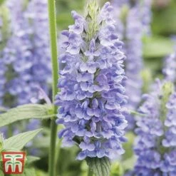 Nepeta Nervosa 'Blue Moon'