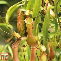 Nepenthes Alata -Tulip Bloom nepe