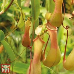 Nepenthes Alata -Tulip Bloom nepe21