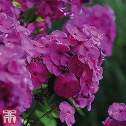 Phlox Paniculata 'Fragrant Collection' -Tulip Bloom nicky