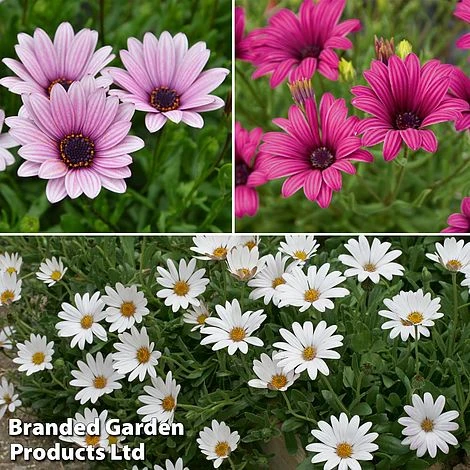 Hardy Osteospermum Collection 1 Hardy Osteospermum Collection