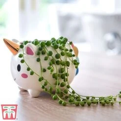 Senecio 'String Of Pearls' 8 Senecio 'String Of Pearls' -Tulip Bloom pearl1