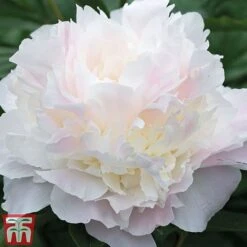 Peony Trio -Tulip Bloom peony shirley