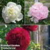 Peony Double Collection