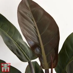 Philodendron 'Imperial Red' 6 Philodendron 'Imperial Red' -Tulip Bloom phil31
