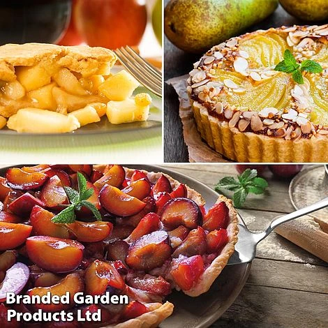 Mini Orchard Trio 3 Mini Orchard Trio - Image 3