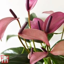 Anthurium Aqua In Sierglass -Tulip Bloom pink22