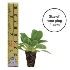 Gaillardia 'Mesa Bright Bicolour' 5 Gaillardia 'Mesa Bright Bicolour' -Tulip Bloom plugsize49