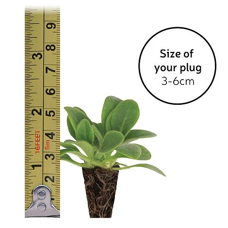 Gaillardia 'Mesa Bright Bicolour' 3 Gaillardia 'Mesa Bright Bicolour' - Image 3