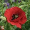 Poppy 'Brilliant'