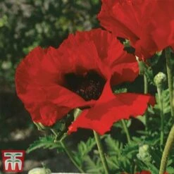 Tulip Bloom -Tulip Bloom poppy brill2