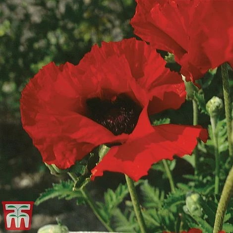 Poppy 'Brilliant' 2 Poppy 'Brilliant' - Image 2
